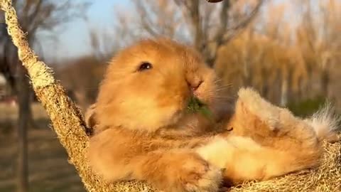 Laid-back little bunny.