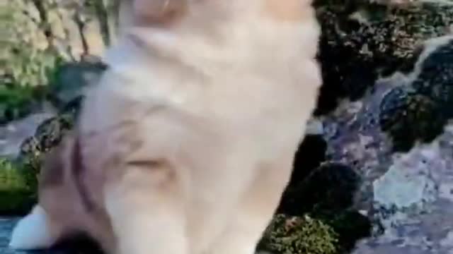 Funny Dogs from Tik Tok - Try not to laugh - Funny Dog - Funny Animals Life - Cute Dogs 😍😍😍