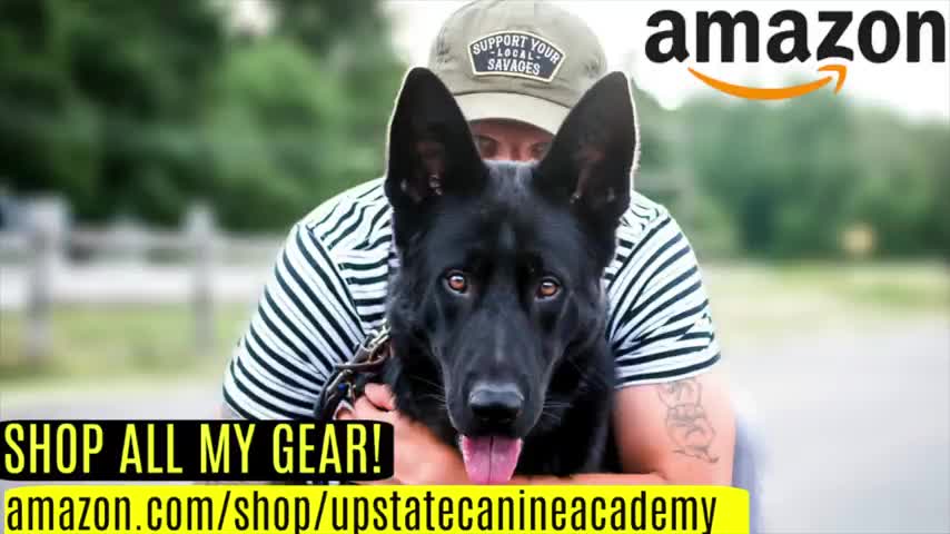 HOW WE SAFELY TRAIN THE DOGS COMPLETELY OFF LEASH !