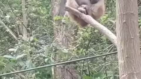 monkey laughing out loud