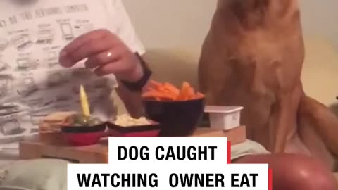 Dog acting like he doesn't want some food