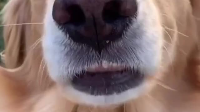 IM LIVING FOR THIS 😂😠| Training Your Dog's In Description