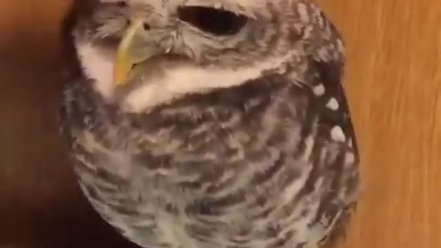 Owl loves petting