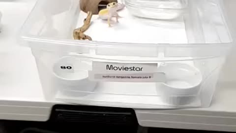 Leopard gecko will melt your heart