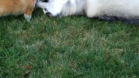 Logan (husky) and Lola (corgi) playing rough