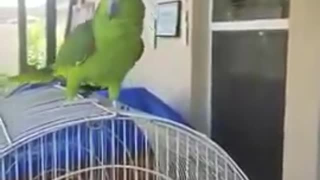 Parrot singing spanish & talking