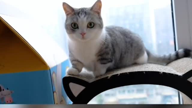 Cats are not very big