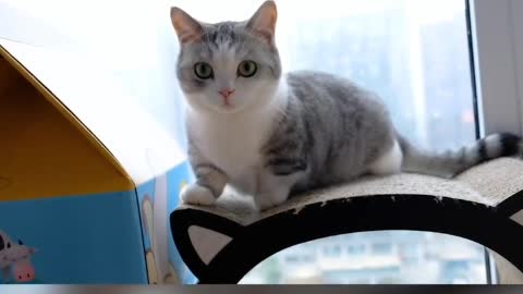 Cats are not very big