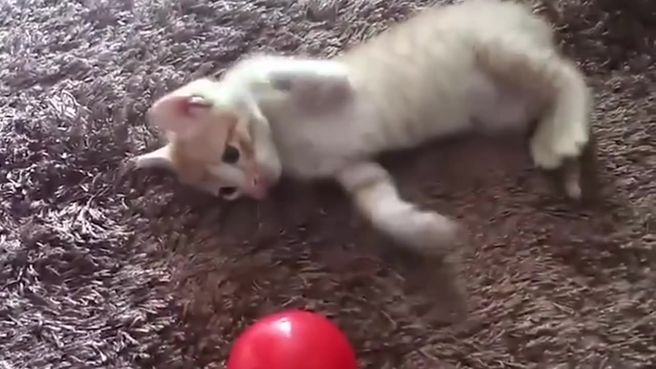 The Rain Made The Kitten Drenched - She Was Cold And Hungry