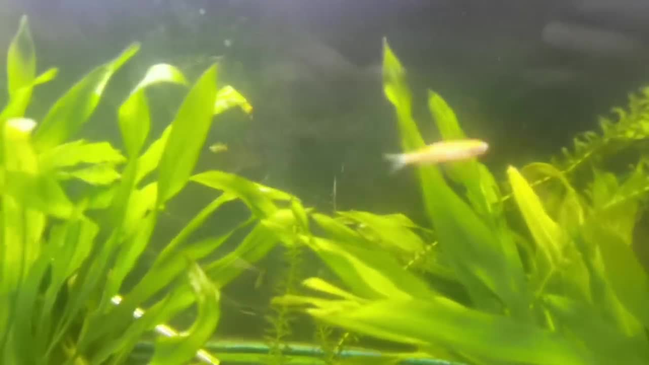 fish in water