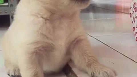 A puppy quarreled with his master, extremely cute