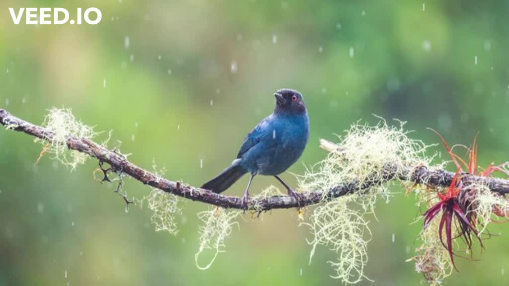 Relaxing Rain Sound In The Wild With Birds Singing