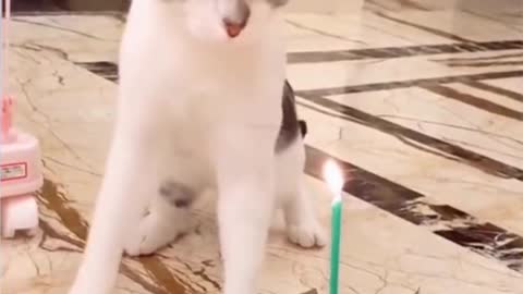 Cute pets Compilation 4 #SHORTS