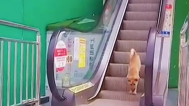 Video of a dog coming down the stairs|Shorts