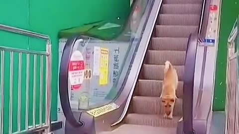 Video of a dog coming down the stairs|Shorts