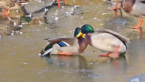 Funny Duck Fight on Ice