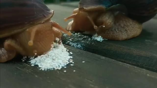 How snails are feed #reels #snails #shorts