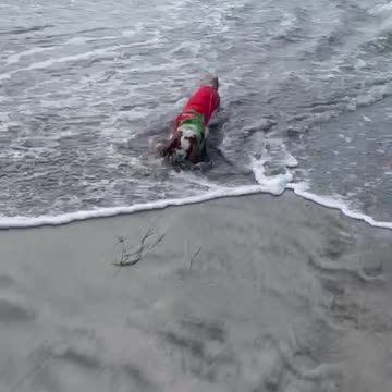 My cavaliers: Another day on the Carlsbad Dog beach