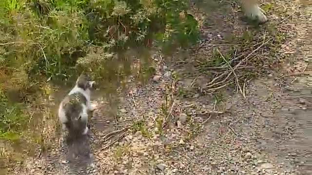 Kitten Tags Along for a Walk With Doggy