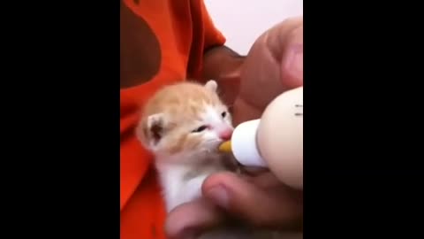 Cute funny animal 😁😁😻 video