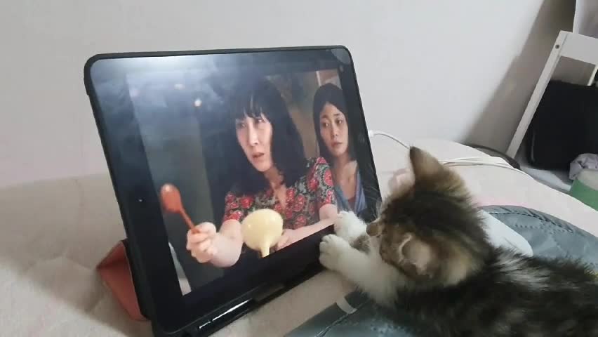 A cat watching a drama lucky punch