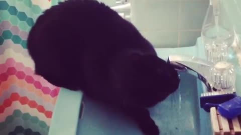 Black cat drinking water from blue facet