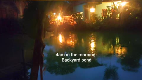 4am in our backyard pond