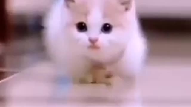 so cute cat