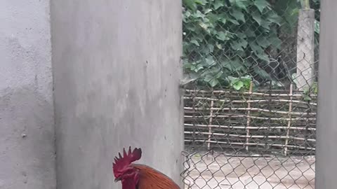 oh my god my rooster is so beautiful