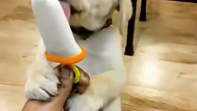 a dog eats ice cream 😋🍦