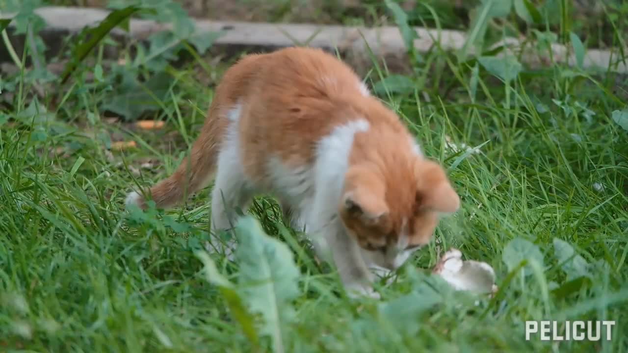 Oh wow! Naughty cat playing in a park