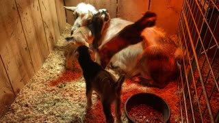 Goat Babies Jumping on Mommy 02.2022