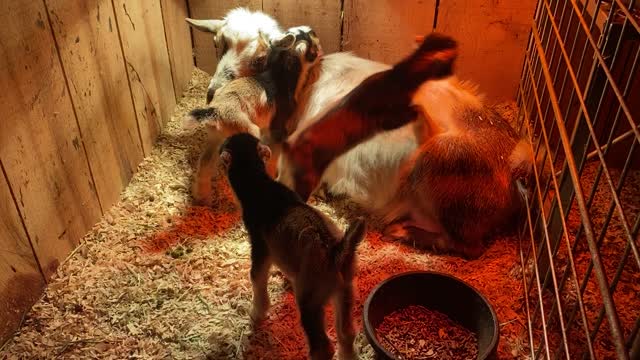 Goat Babies Jumping on Mommy 02.2022