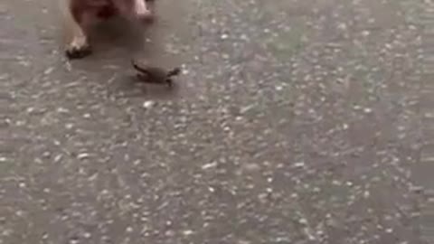 Dogs fight crabs