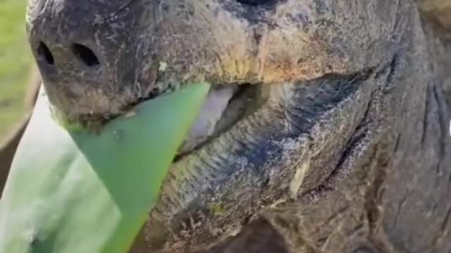173 years old king tortoise