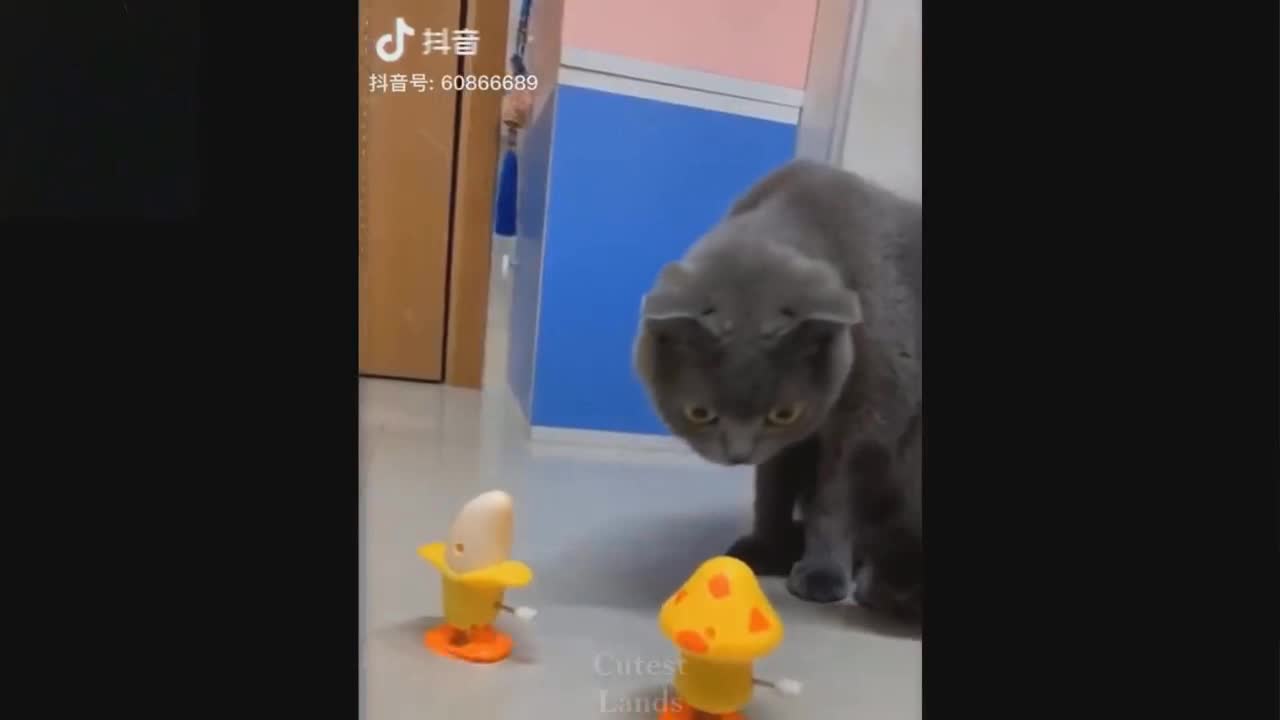 One cat and army