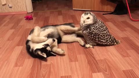 Cachorro de Husky encontró a su mejor amigo en este Búho