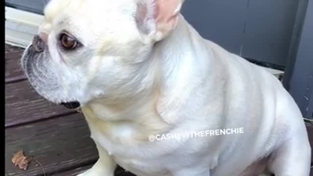The House Smells Like Stale Fart