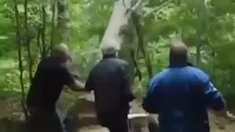 These three take on a tree