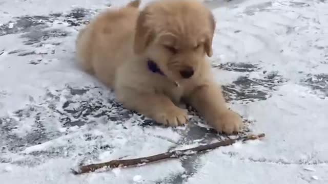 Funniest & Cutest Golden Retriever Puppies - 30 Minutes of Funny Puppy Videos 2021 #12