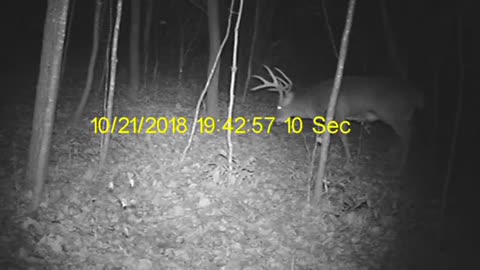 Rut 2018 Crawford Cty, wi
