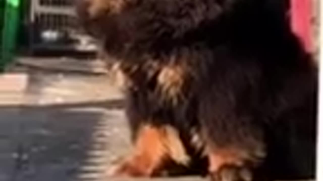 World greatest dog and deadliest canine