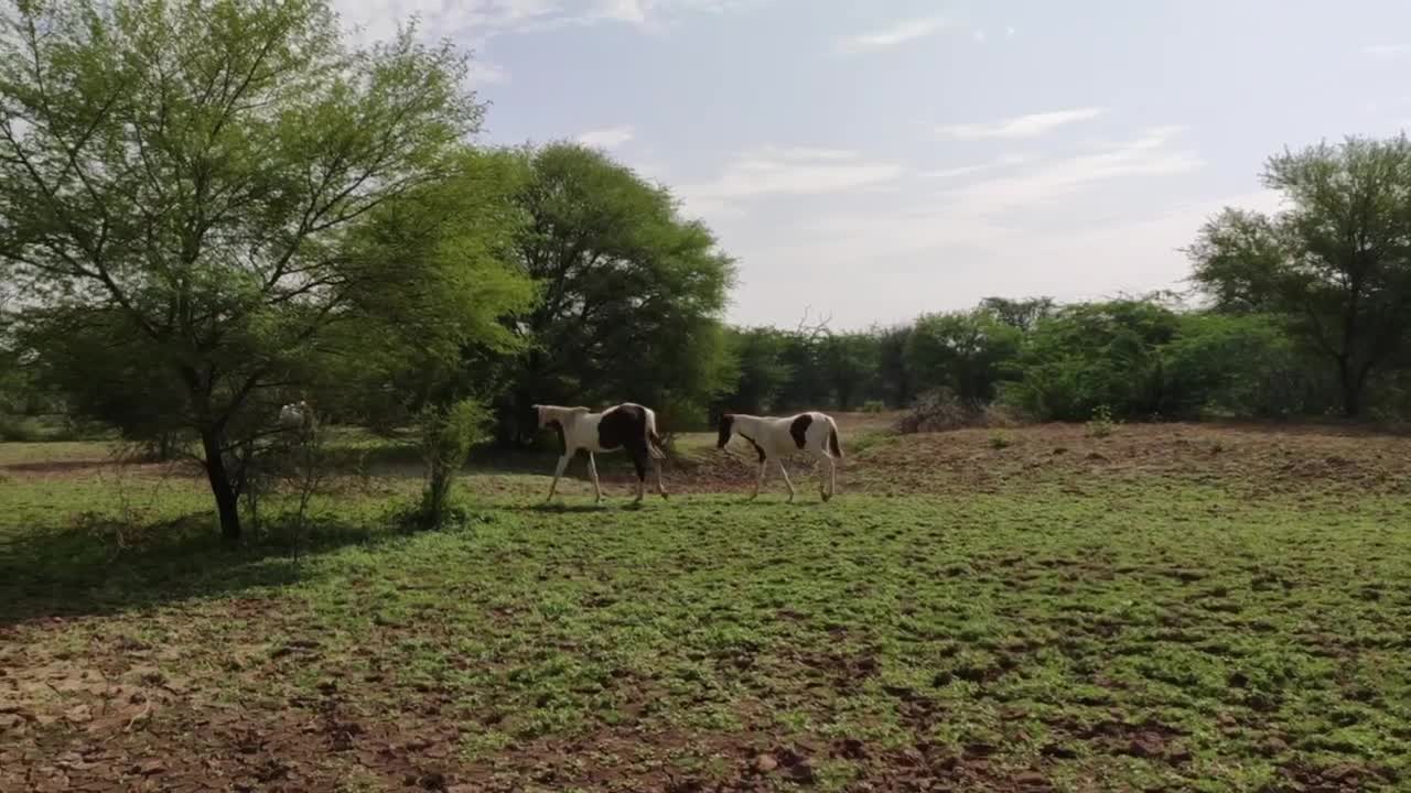 #horses