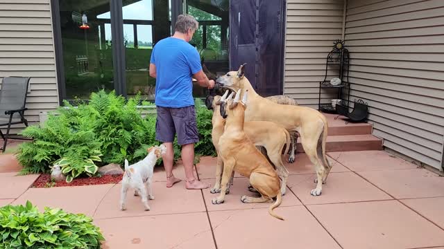 Great Danes and Terrier getting hot dogs off the grill