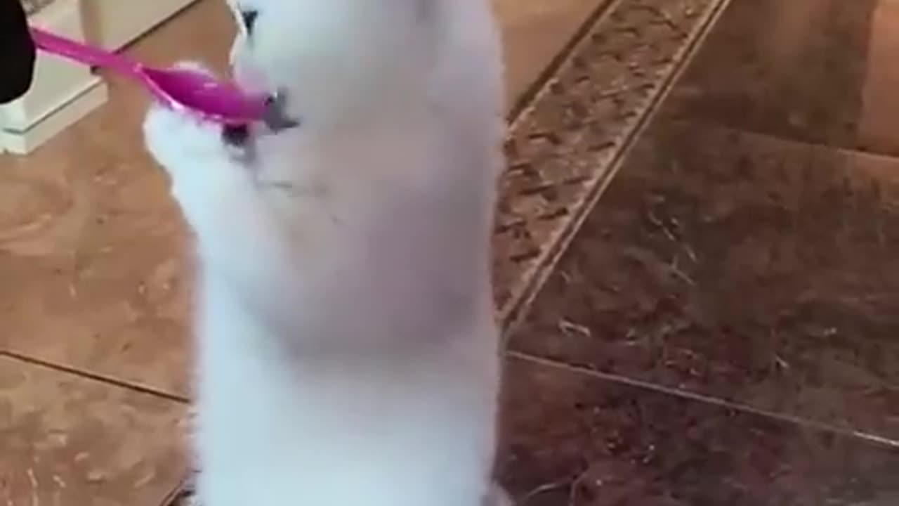 Funny animal video