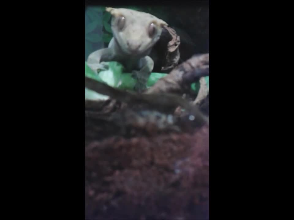 Crested gecko gets his cricket