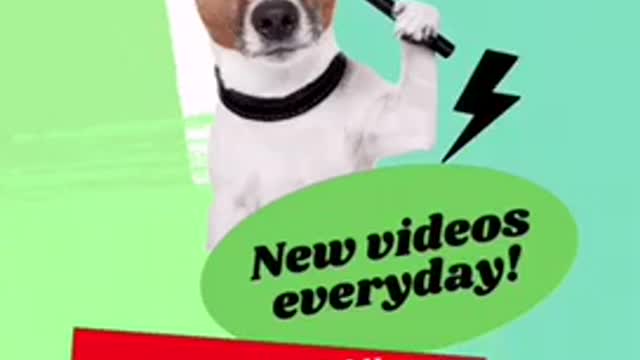 Such Dogs 🐕 are Very Funny 😆 funny Animals video