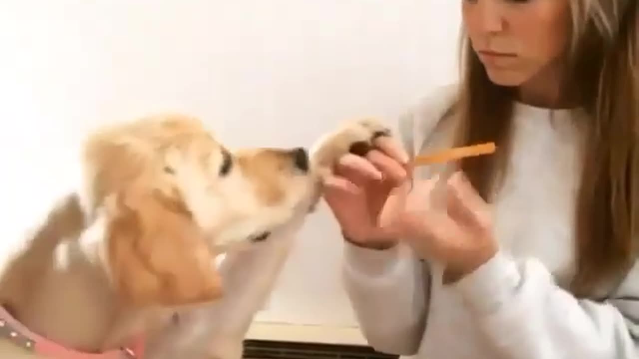 Cute Doggie is Serious About Getting Nails Filed