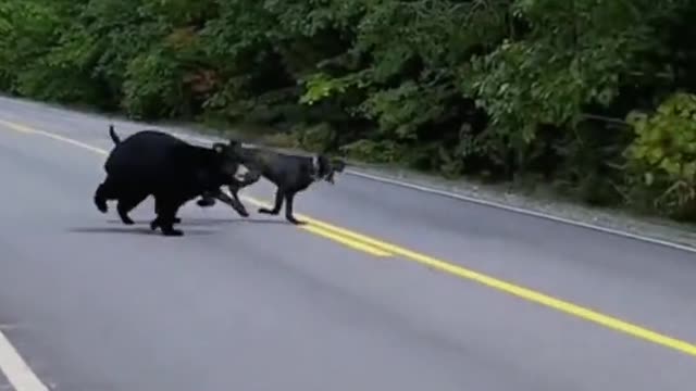 animals