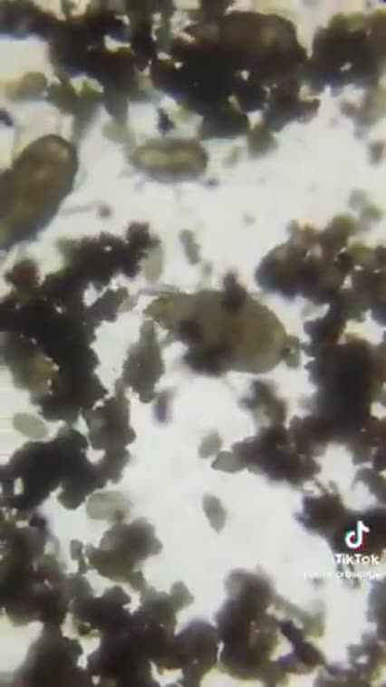 THE (((HOMOSEXUAL BANKING MAFIA))) HAS BEEN FEEDING US 🐛 BUGS FOR DECADES❗